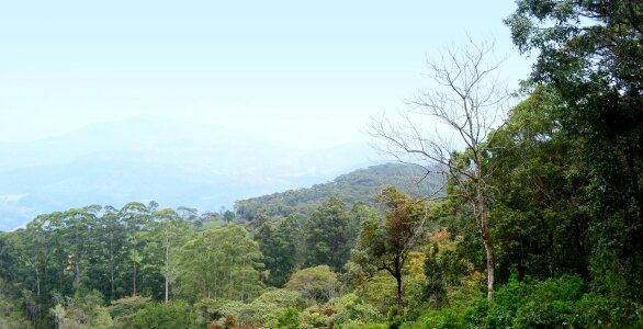 Deltota sri lanka ceylon