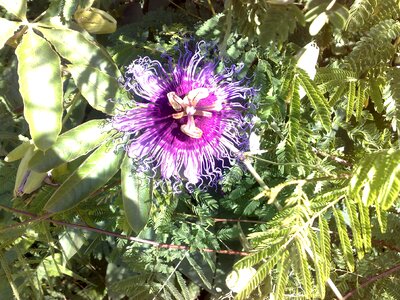 Passion flower flore de maracujá do mato vale do jequitinhonha
