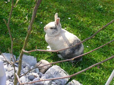 Hare pet munchkins photo