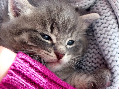 Chitika kitten livestock