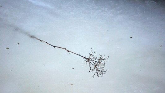 Spring ice stuck in the ice photo