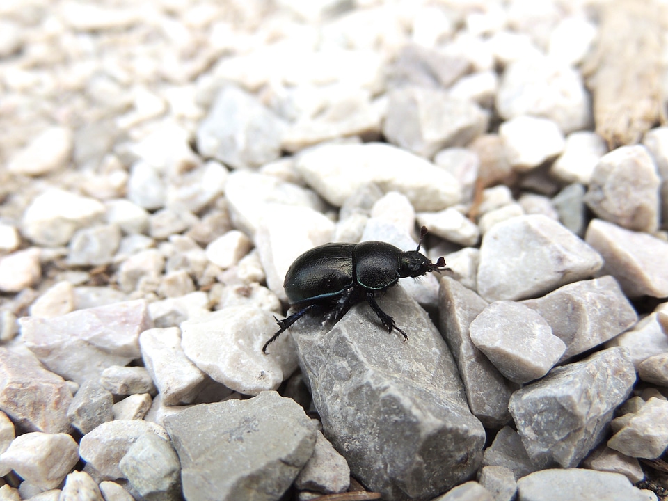 Pebble steinchen animal