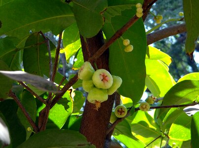 Fruit tropical india