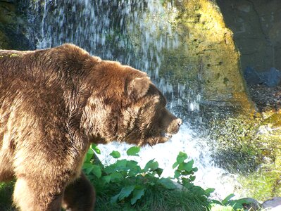 Grizzly bear kodiac zoo