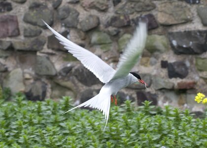 Flying worm animal photo