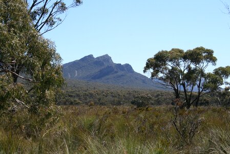 Grampians national park nature plant