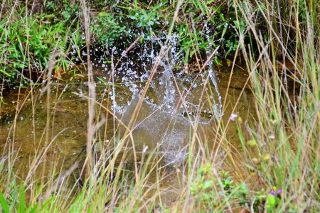 Stream crystal clear pure