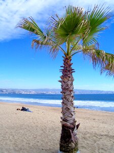 Sea palm tree viña del mar photo