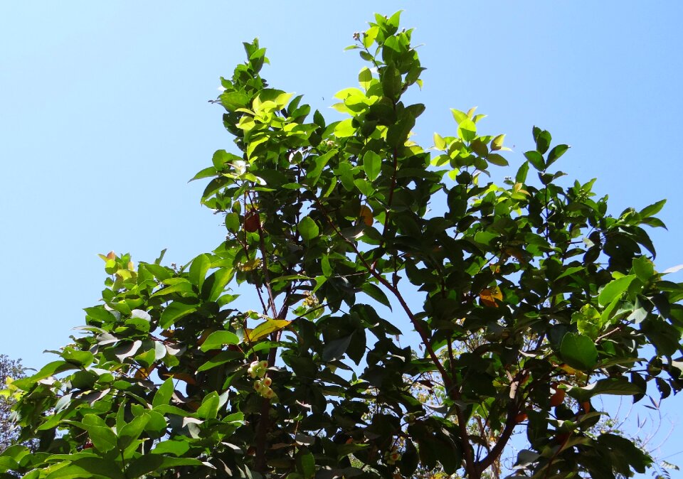 Fruit tropical india