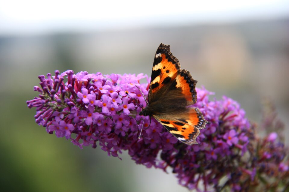 Butterfly blossom bloom photo