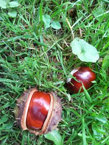 Horse chestnut tree season nature photo