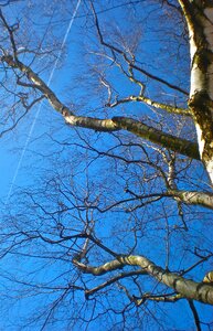 Birch blue sky summer