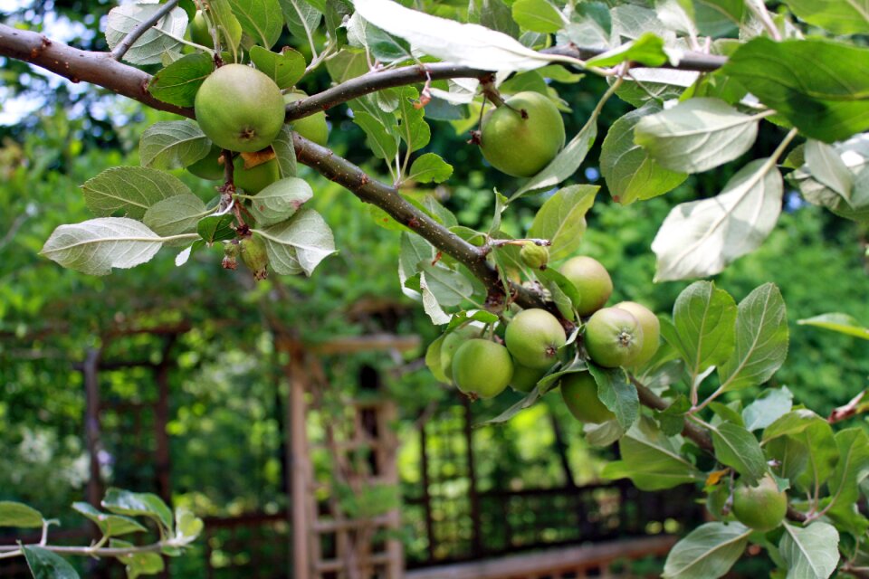 Fruit green bough