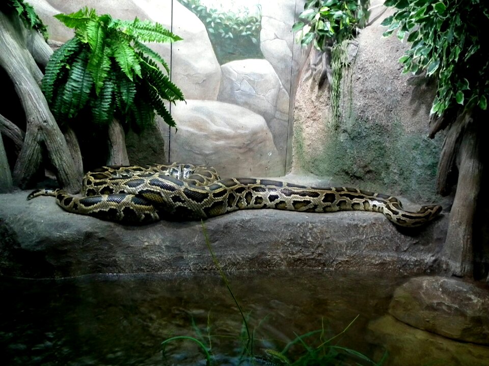 Reptiles zoo animals