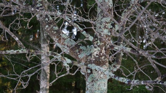Journal of wood-frame pihljaja spring