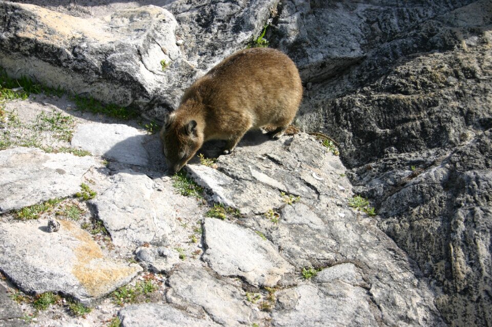 Hyrax table mountain cape town