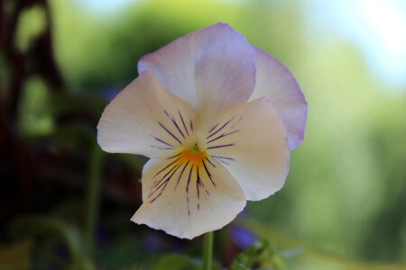 Pansy flower plant
