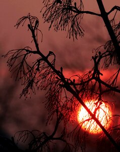 Branches aesthetic silhouette photo