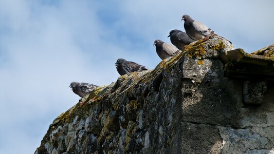 Perched nature group