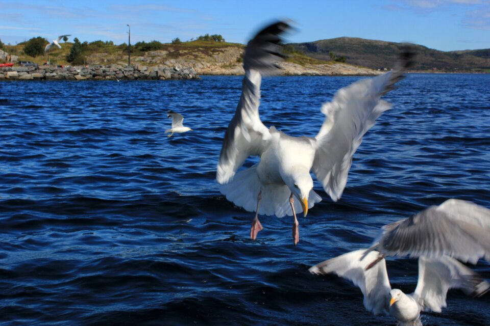 Wave north sea water bird