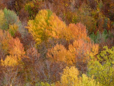Color forest colorful