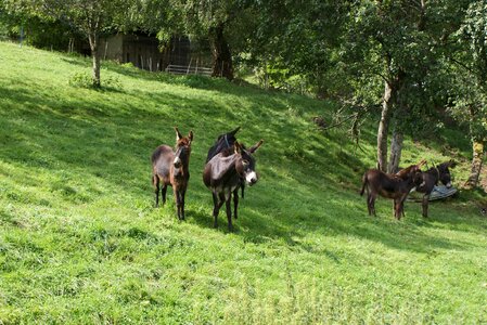 Animals donkey nature