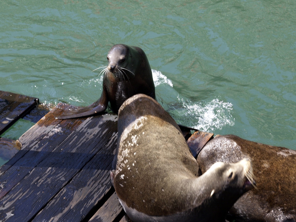 Ocean mammal wildlife