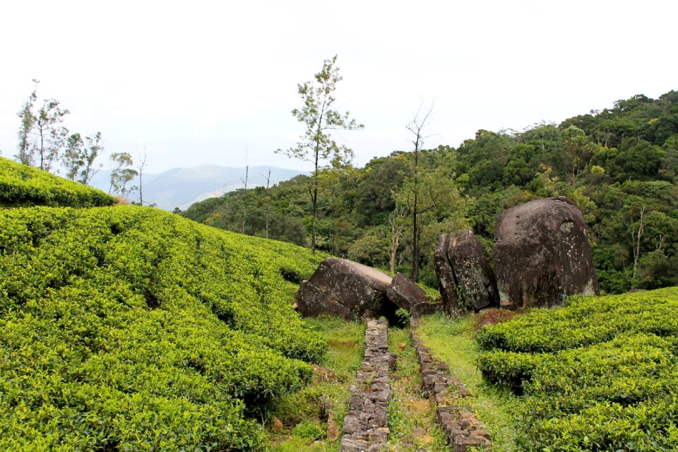Tea estate loolecondera deltota