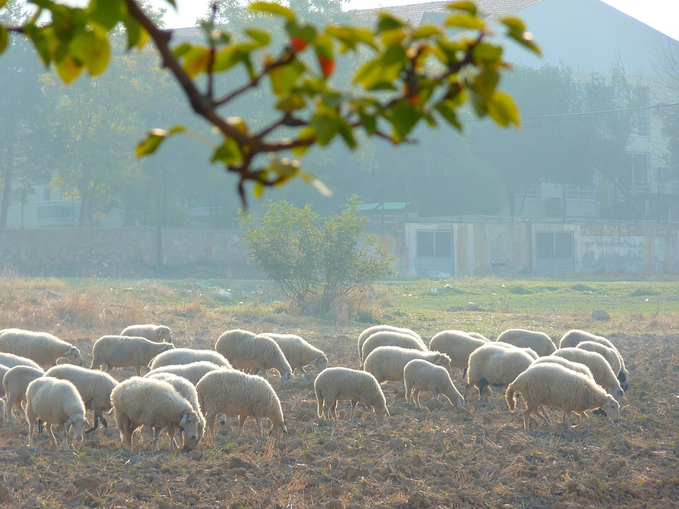 Flock of sheep schäfer flock