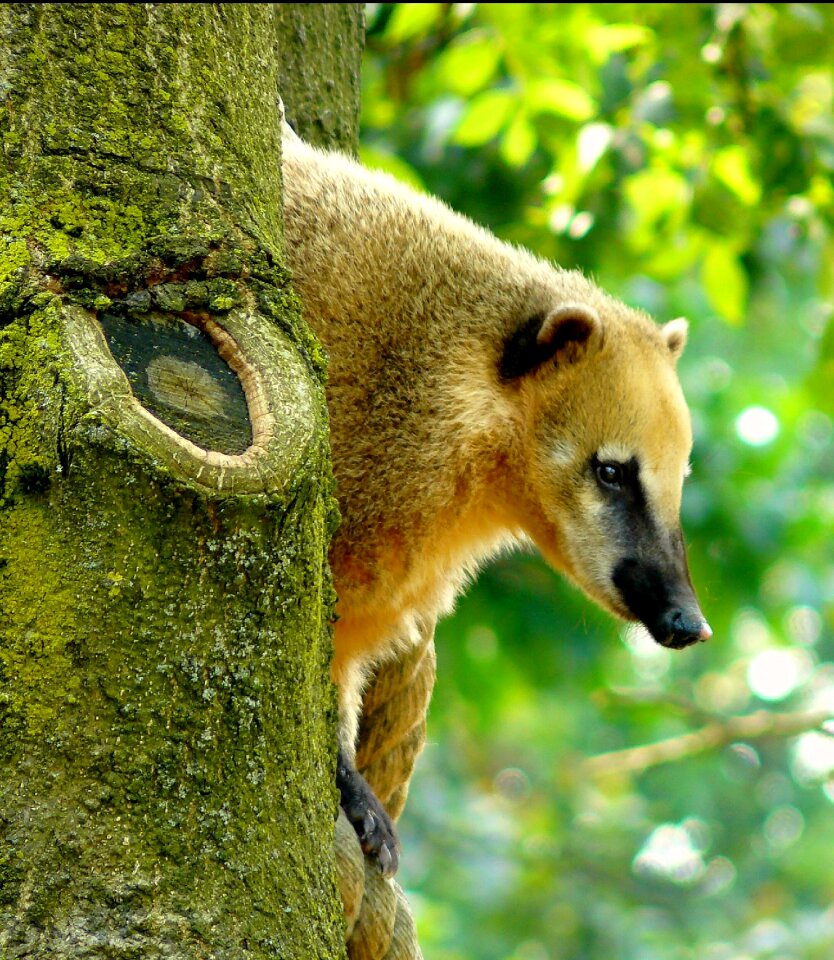 Bear fur animal world