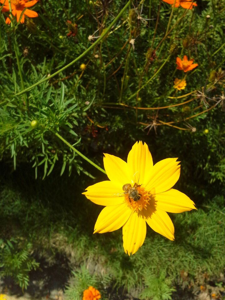 Daisy plant nature