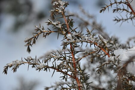 Frost plant nature