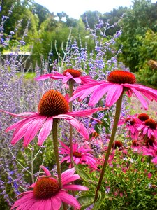 Red summer garden