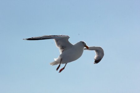 Bird gulls animal