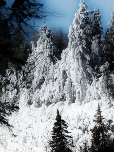Frosted tree forest