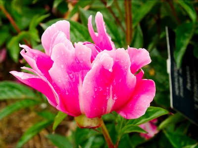 Pink-white pastel beautiful