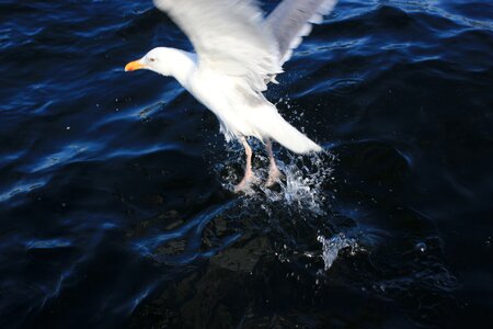 Wave north sea water bird