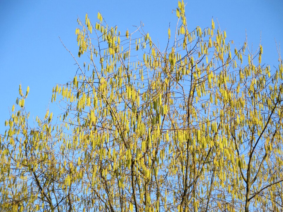 Tree aesthetic spring jewelry