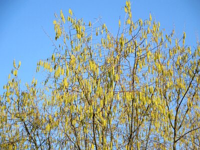 Tree aesthetic spring jewelry