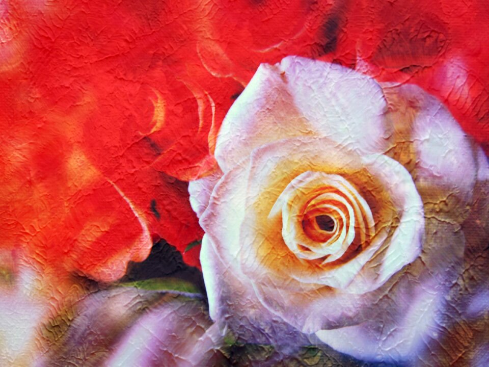 Rose bloom blossom bloom