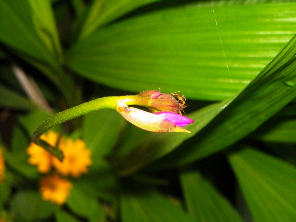 Ornamental ants leaf