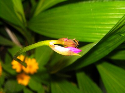 Ornamental ants leaf