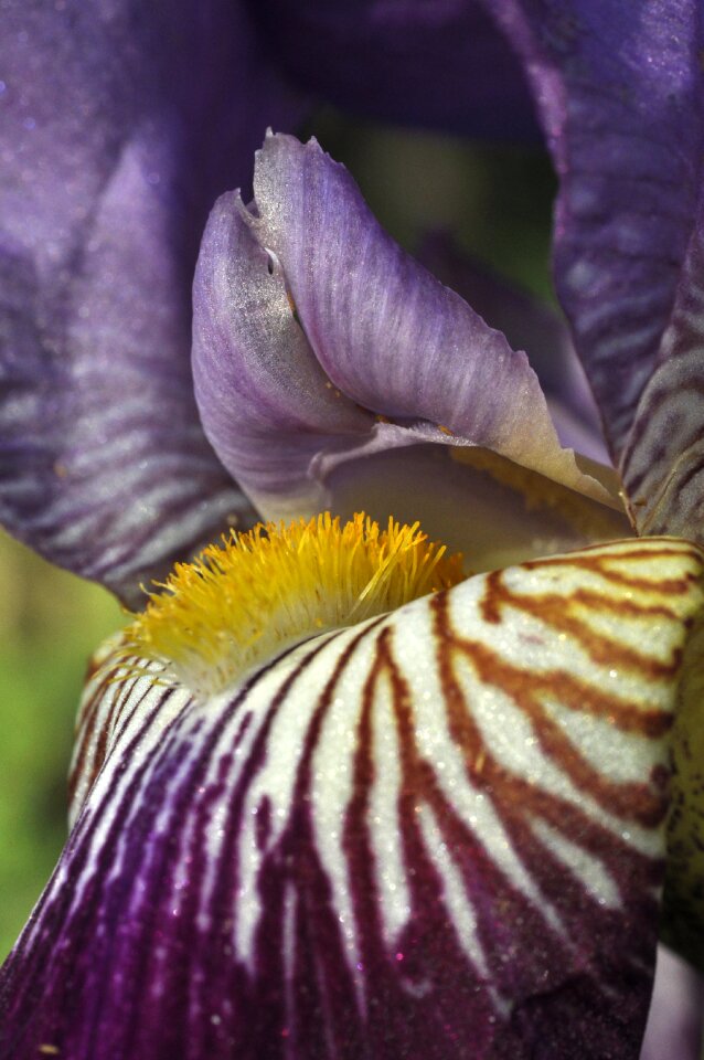 Markings flowers macro