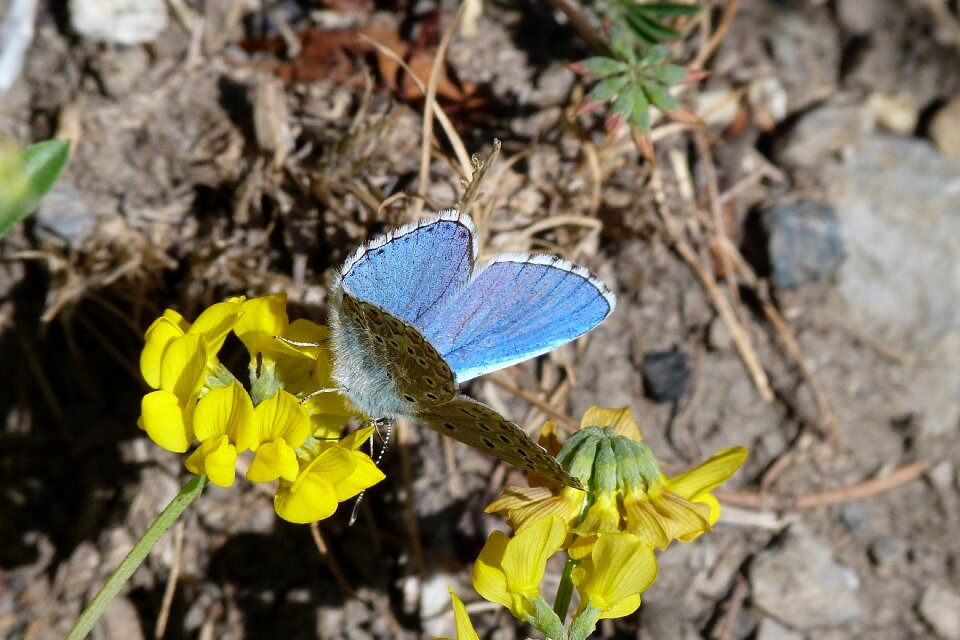 Flower nature blue