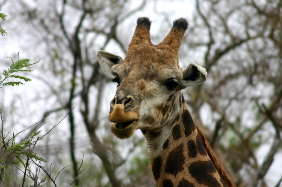 Giraffe safari south africa