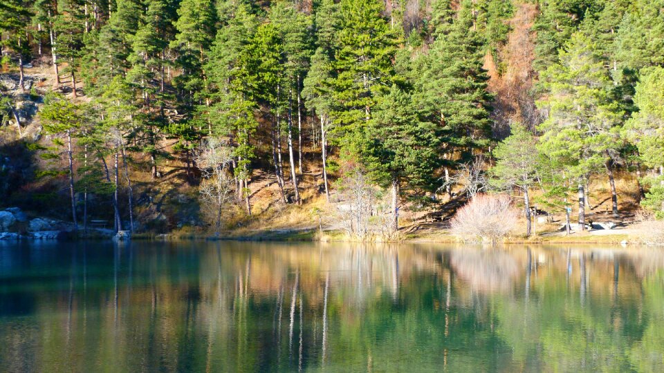 Reflection water tree photo