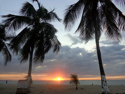 Palms sunset sun photo