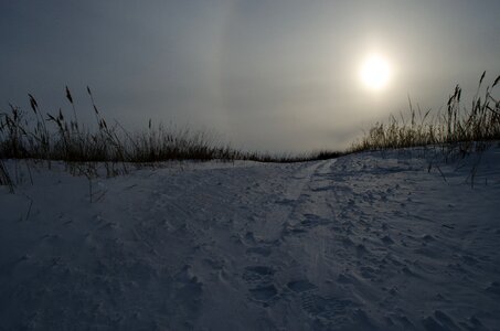 Reed grass nature