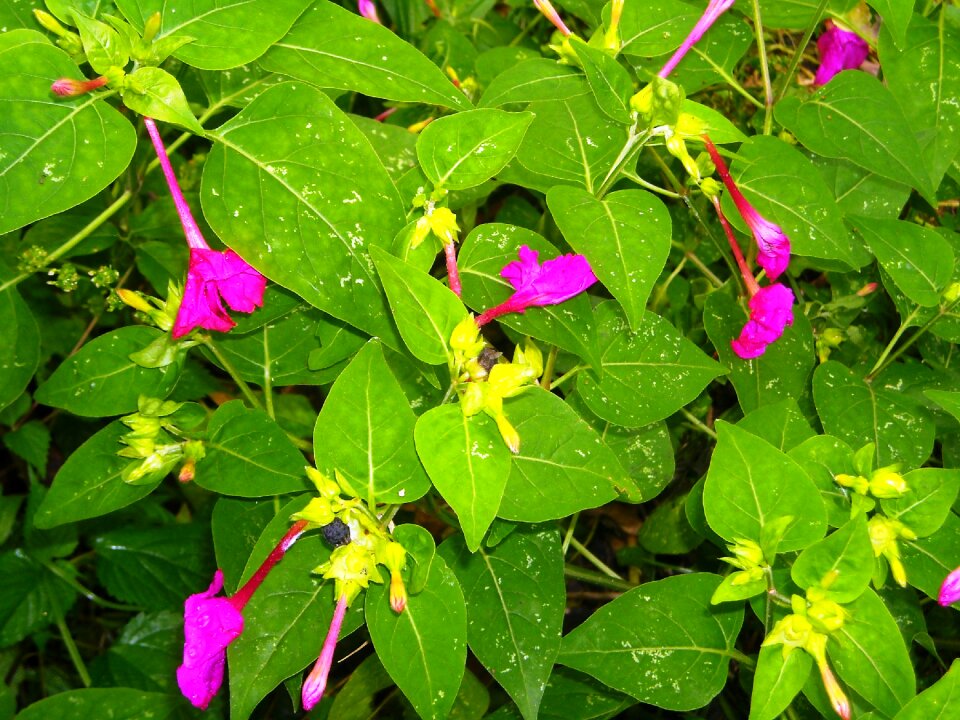 Purple ornamental plants leaf