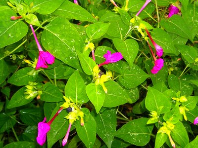 Purple ornamental plants leaf